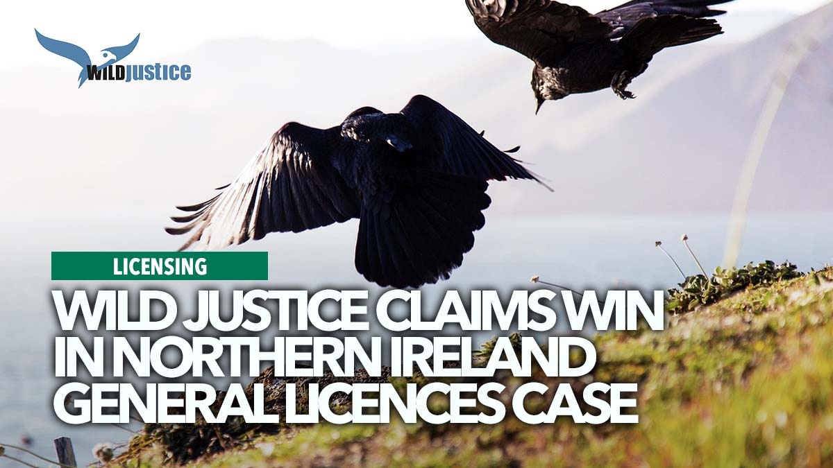 816 wildjusticeclaimvictorynorthernirelandbirdlicences2 816 wildjusticeclaimvictorynorthernirelandbirdlicences2
